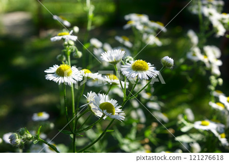 White daisies in sunlight on a green background of other plants White daisies in sunlight on a green background of other plants 121276618