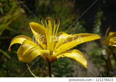 Yellow tiger lily macro photo. A profile picture of a flower bud with bright petals, pistils 121276623