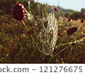 Spider in the center of the web, web in dew at dawn 121276675