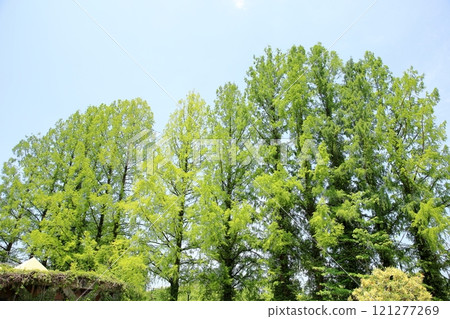 Refreshing young metasequoia leaves 121277269