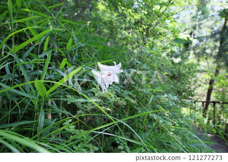 A walking path where lilies bloom A walking path where lilies bloom 121277273