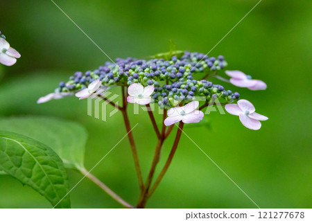 雨季繡球花盛開的多葉花 雨季繡球花盛開的多葉花 121277678