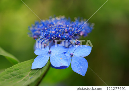 Many-leaf flowers blooming in the rainy season Hydrangea 121277691