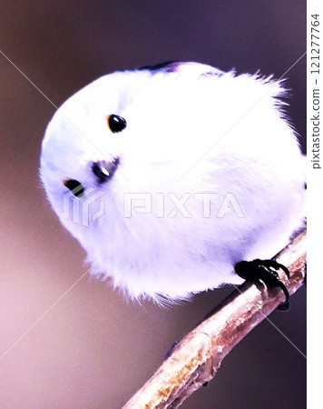 Snow Fairy Shima Enaga 121277764