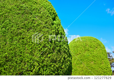 Neatly trimmed trees at Numata City Sports Park 121277829
