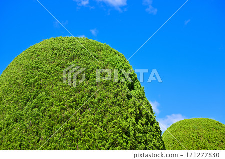 Neatly trimmed trees at Numata City Sports Park Neatly trimmed trees at Numata City Sports Park 121277830