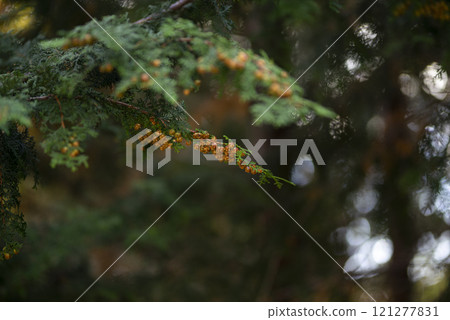 Cedar fruit 121277831