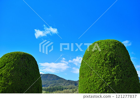 Neatly trimmed trees at Numata City Sports Park Neatly trimmed trees at Numata City Sports Park 121277837