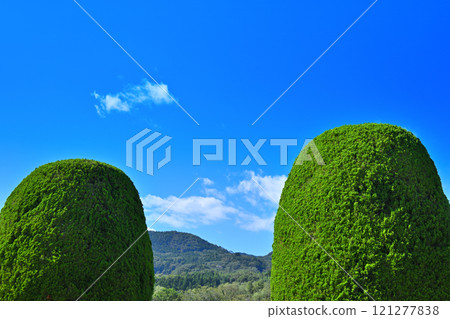 Neatly trimmed trees at Numata City Sports Park Neatly trimmed trees at Numata City Sports Park 121277838