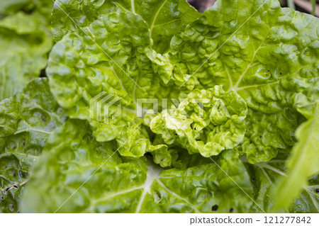 自然農業：新鮮有機蔬菜 121277842