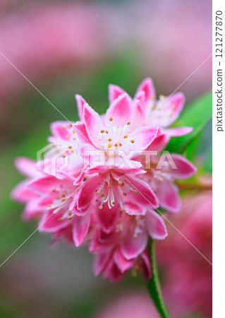 Sarasaugi 是 Utsugi (Utsugi) 的花園品種，會開出紅色和白色混合的可愛花朵。 121277870