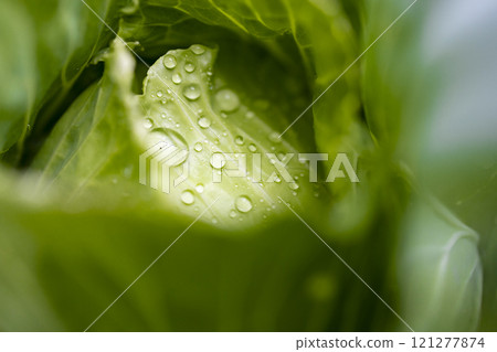 晶瑩剔透:生蔬菜上的水珠 晶瑩剔透:生蔬菜上的水珠 121277874