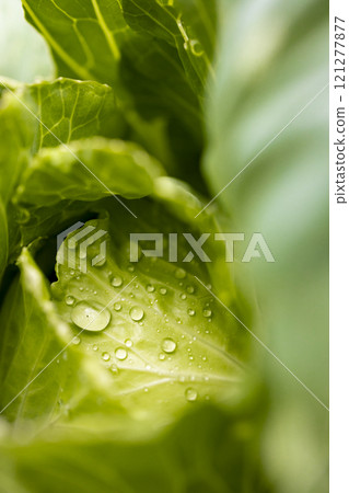 晶瑩剔透:生蔬菜上的水珠 晶瑩剔透:生蔬菜上的水珠 121277877