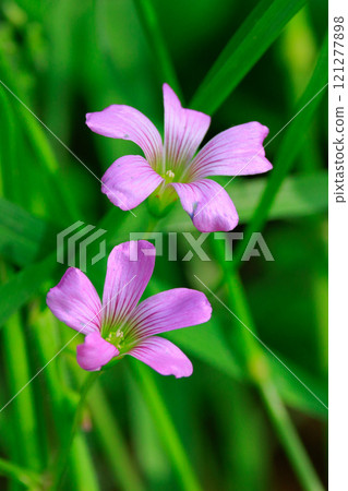 Oxalis 被誤認為是幸運的四葉草 121277898