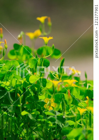 Oxalis mistaken for a lucky four-leaf clover 121277901