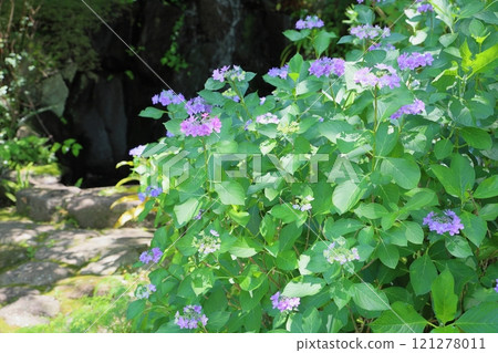 Cute Hydrangea Flowers Song Match 121278011