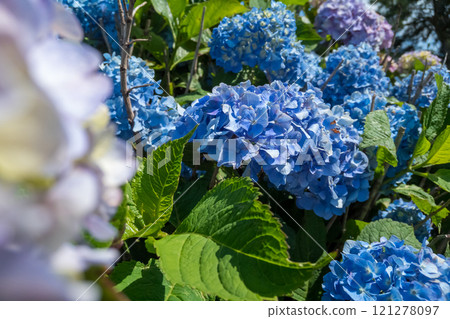 藍色繡球花 121278097