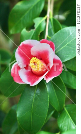 Tamagaura camellia Tamagaura camellia 121278137
