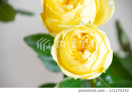 黃玫瑰 121278242
