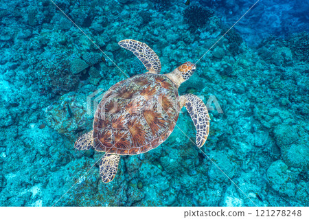 A sea turtle to swim A sea turtle to swim 121278248