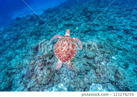 A sea turtle to swim 121278250