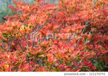 Donzan Kannonji Temple and Enkianthus campanulatus in autumn Donzan Kannonji Temple and Enkianthus campanulatus in autumn 121278741