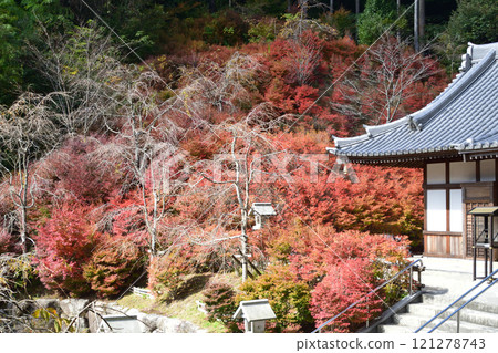 Donzan Kannonji Temple and Enkianthus campanulatus in autumn Donzan Kannonji Temple and Enkianthus campanulatus in autumn 121278743