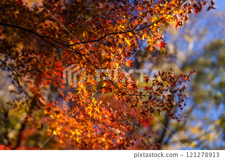 Colorful autumn leaves that reflect the season at Naritasan Park Colorful autumn leaves that reflect the season at Naritasan Park 121278913