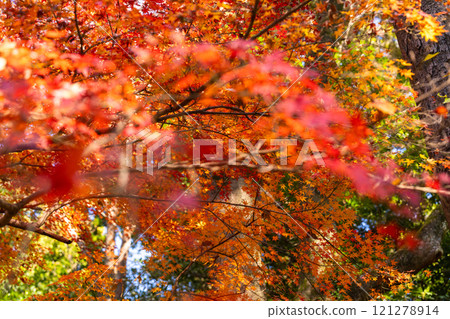Colorful autumn leaves that reflect the season at Naritasan Park 121278914