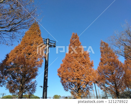 A row of metasequoia trees with autumn leaves, Japanese scenery A row of metasequoia trees with autumn leaves, Japanese scenery 121278922