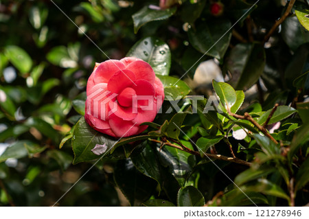紅色雙山茶花 紅色雙山茶花 121278946
