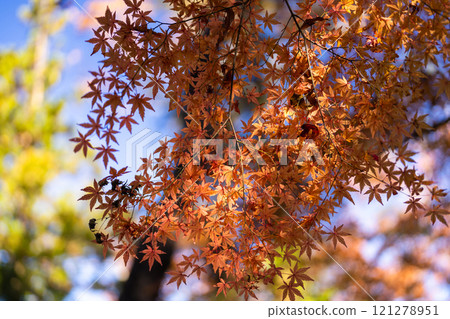成田山公園 - 色彩繽紛的紅葉,讓您感受到季節的變化 成田山公園 - 色彩繽紛的紅葉,讓您感受到季節的變化 121278951