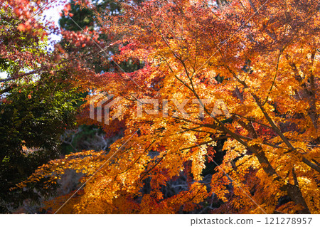 成田山公園 - 色彩繽紛的紅葉,讓您感受到季節的變化 成田山公園 - 色彩繽紛的紅葉,讓您感受到季節的變化 121278957