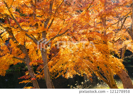 成田山公園 - 色彩繽紛的紅葉，讓您感受到季節的變化 121278958