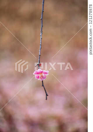 一朵粉紅垂枝李子 一朵粉紅垂枝李子 121278978