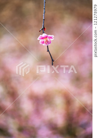 一朵粉紅垂枝李子 一朵粉紅垂枝李子 121278979