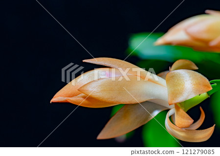 Shabo Bassabon的芽 121279085