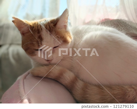 Shiro the Cat 121279110