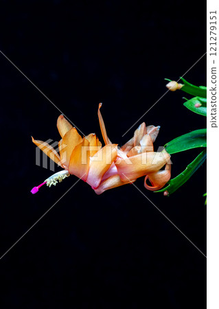 Christmas cactus in full bloom 121279151