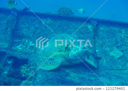 The Seatiger shipwreck when SCUBA diving off of Oahu. Wreck diving adventures with Oahu Diving, your wreck dive specialist. 121279401