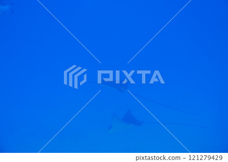 The Seatiger shipwreck when SCUBA diving off of Oahu. Wreck diving adventures with Oahu Diving, your wreck dive specialist. 121279429