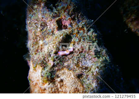 The Seatiger shipwreck when SCUBA diving off of Oahu. Wreck diving adventures with Oahu Diving, your wreck dive specialist. 121279455