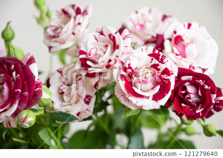 Spray Bulk 121279640