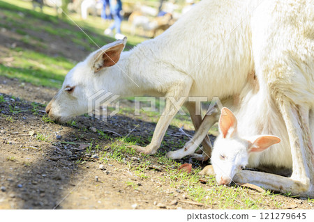 White kangaroo parent and child 121279645