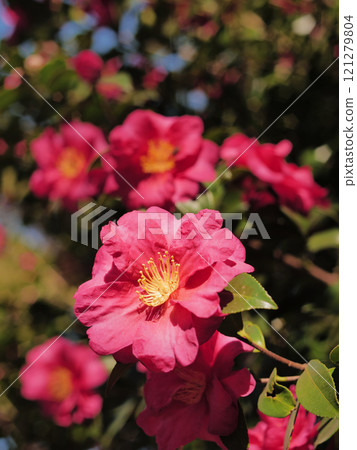 盛開的山茶花 121279804