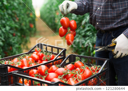 Man putting harvested tomatoes in box in garden 121280644