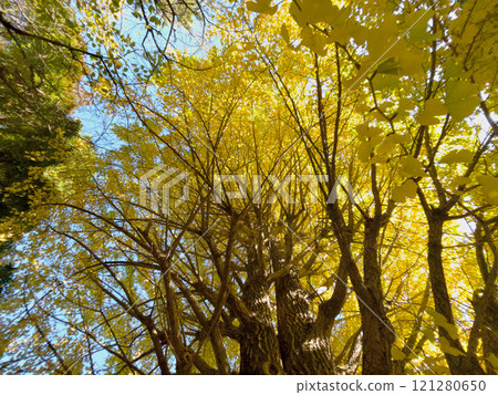 Centennial ginkgo 121280650