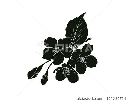Black and white illustration of cherry blossoms (with white border) Black and white illustration of cherry blossoms (with white border) 121280714