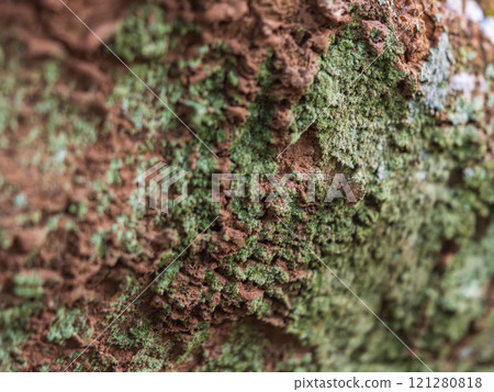 Lichen on the surface of the soil close-up 01 Lichen on the surface of the soil close-up 01 121280818
