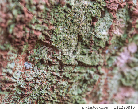 Lichen on the surface of the soil close-up 02 121280819